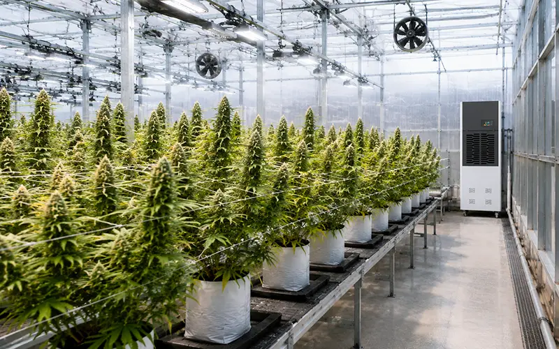 Cannabis Greenhouse Dehumidifier