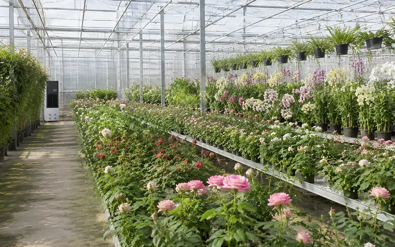 Flower Greenhouse Dehumidifier