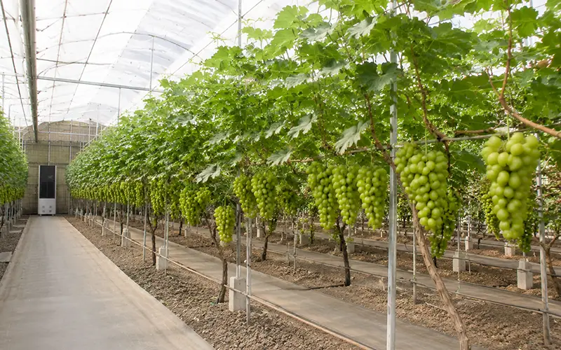 Fruit Greenhouse Dehumidifier