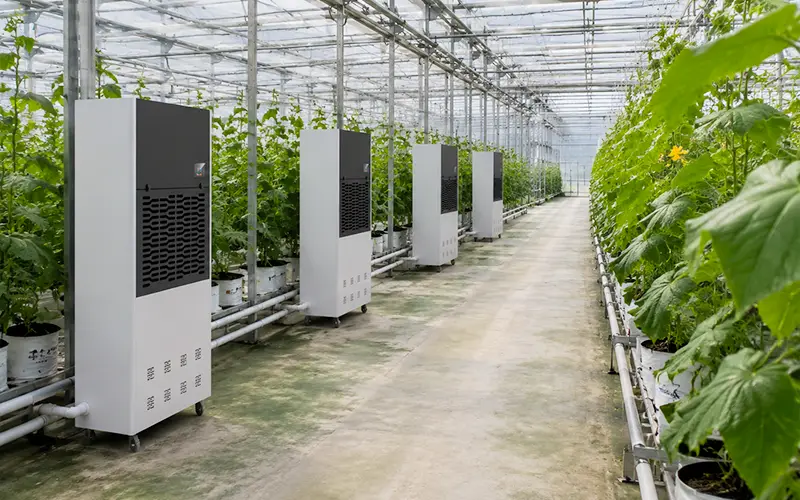 Greenhouse Dehumidification Project Case