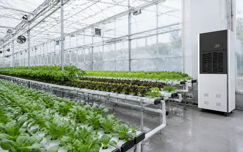 Hydroponic Greenhouse Dehumidifier