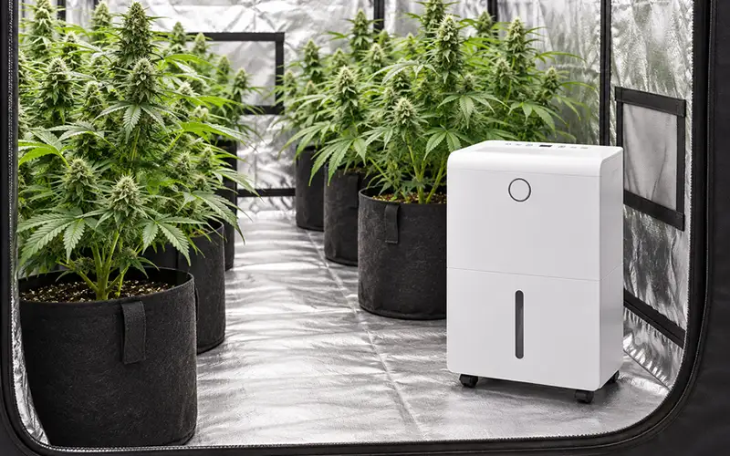 Cannabis Tent Dehumidifier